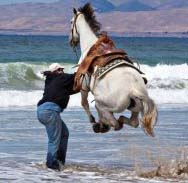 100588=5543-surf horse.jpg