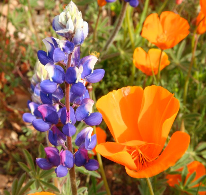 100607=5544-poppy and lupin.jpg