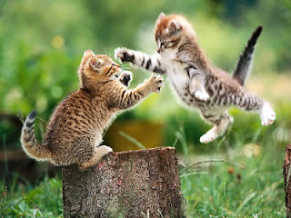 106406=5813-Cats Fight1.jpg