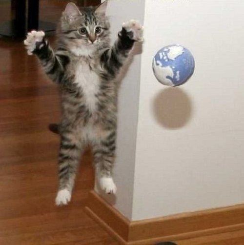 10981=313-kitten catch.jpg