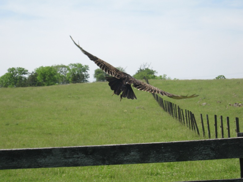 111262=6112-2012 Luana Monty Alex Megan