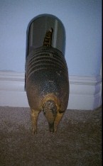 116149=6397-Sherman1. (145 x 234).jpg