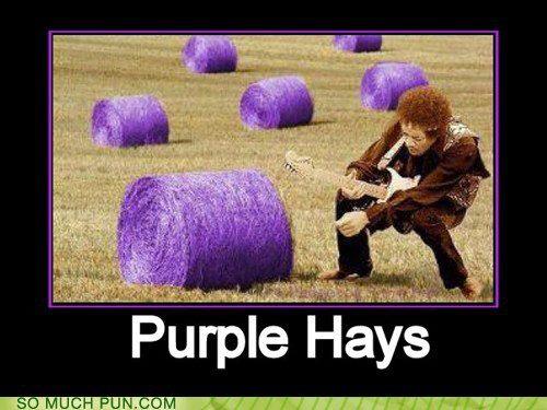 118370=6530-Purple Hays.jpg