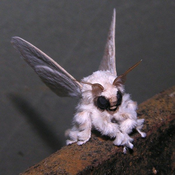 123895=6875-poodle moth.jpg