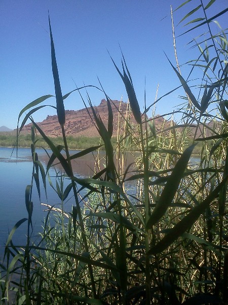 125023=6923-Moses Bush (450 x 600).jpg