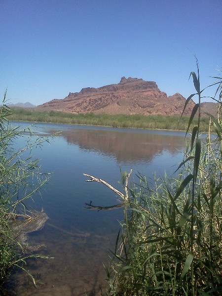 125023=6924-moses bush 2 (450 x 600).jpg