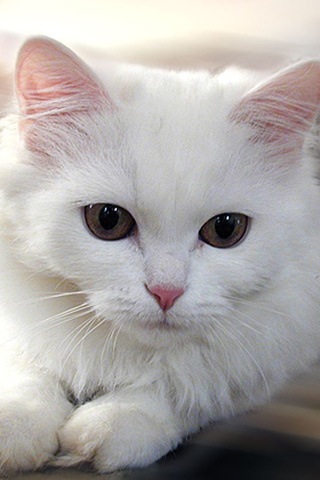 125836=7100-Kelly's Pics 008.jpg