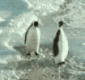 126027=7007-Penguins 2.gif