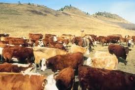 126041=7012-Cattle ranch.jpg