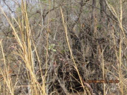 131644=7349-hwange sep12 141.jpg