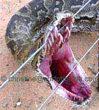 131796=7359-python mouth.jpg