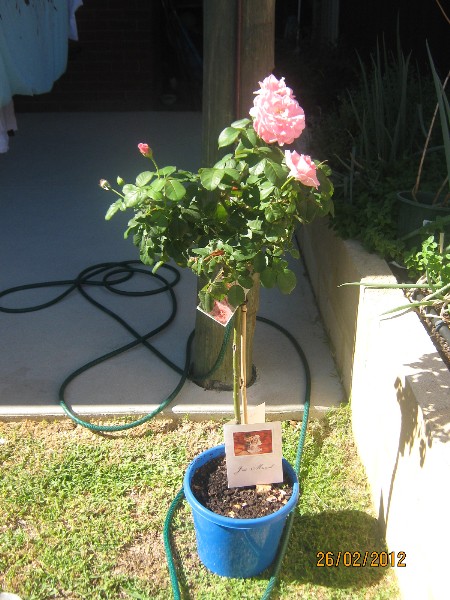 133325=7434-karens things 006 (450 x 600