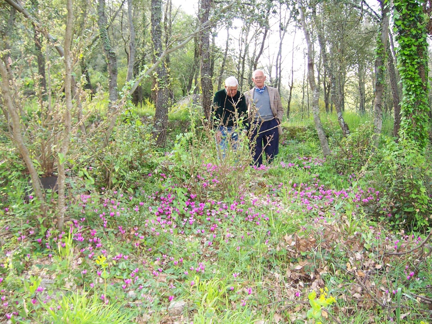 145579=8003-15. Wildflowers.JPG