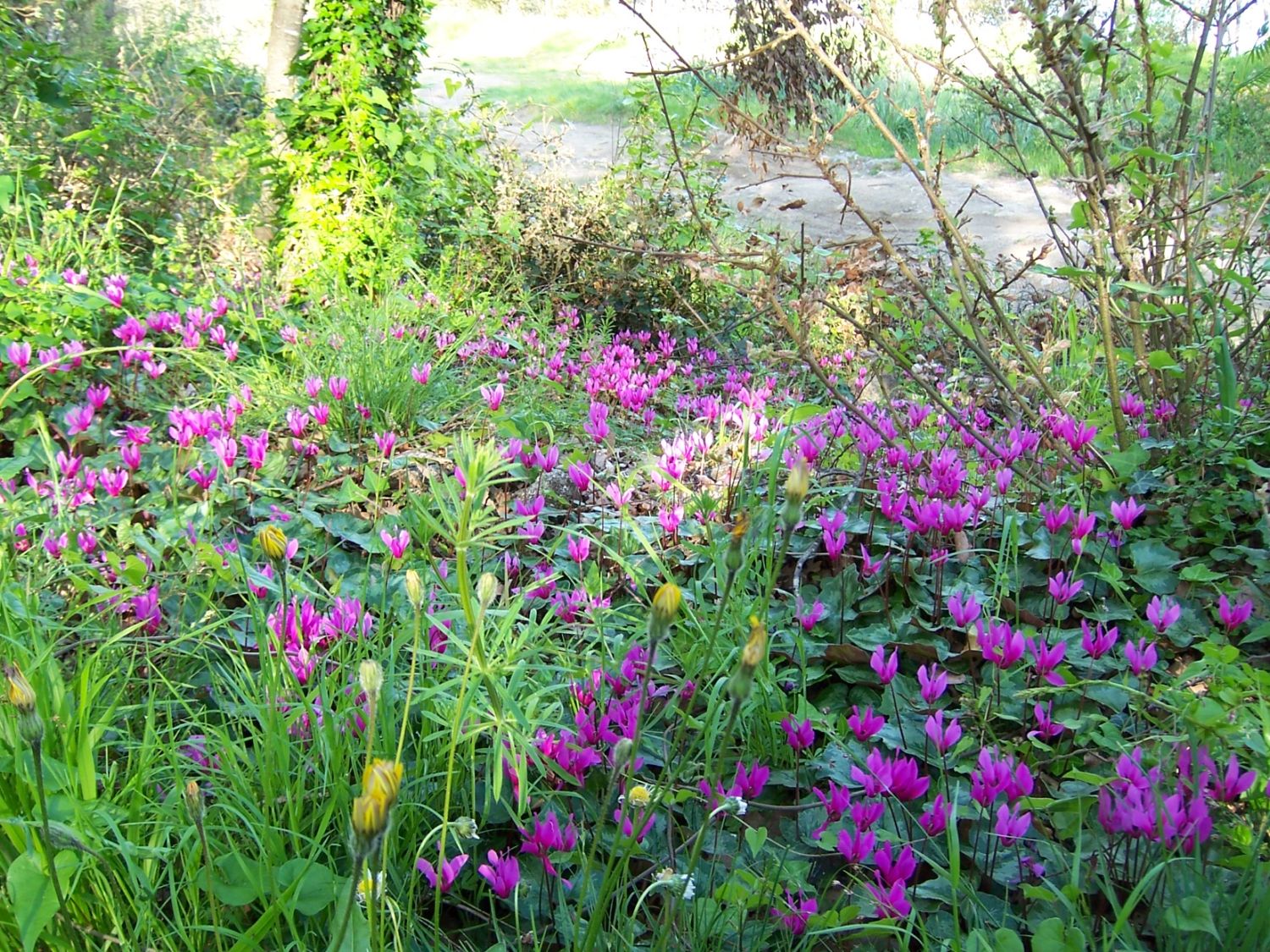 145580=8004-16. Wildflowers.JPG