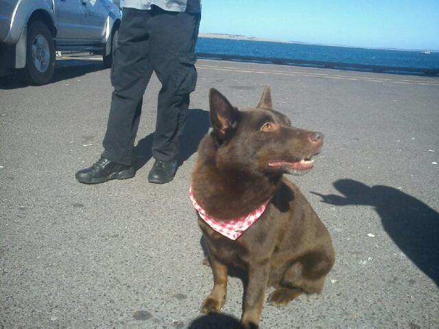 153048=8411-Duncan aka REDDOG.jpg