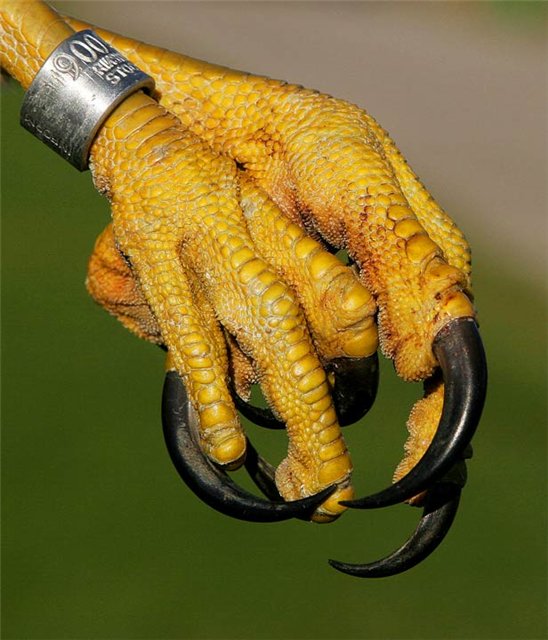 153971=8461-fake nails.jpg