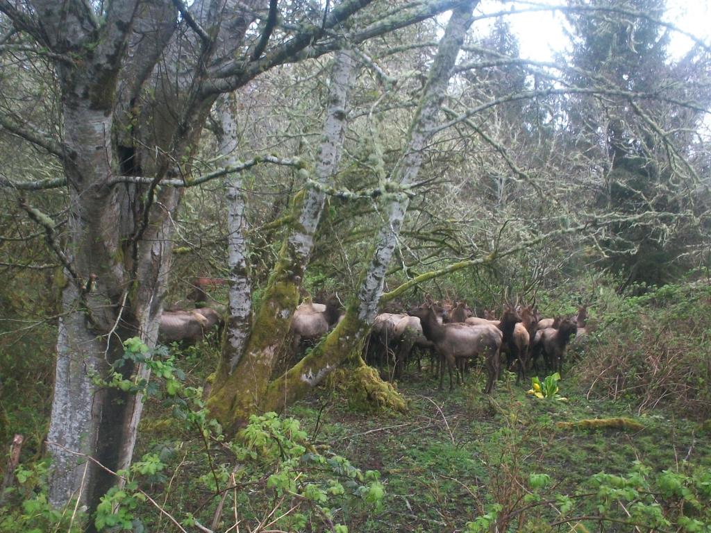 153991=8463-Elk 2.jpg