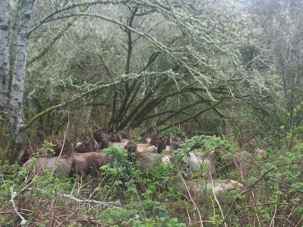 153995=8464-elk 3.jpg