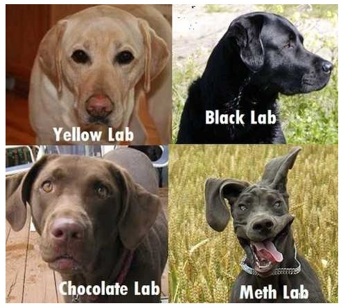 19549=590-different labs.jpg