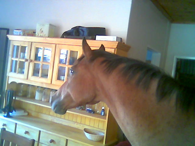 20046=619-Baggy in flat.jpg