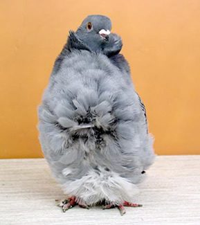 20834=666-Chinese Owl Pigeon front.jpg