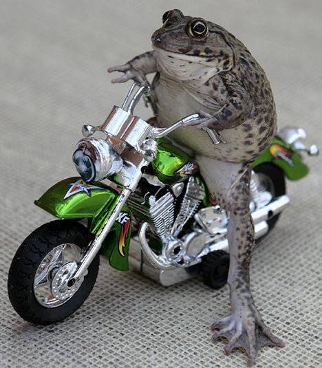 21768=694-hells angel frog.jpg