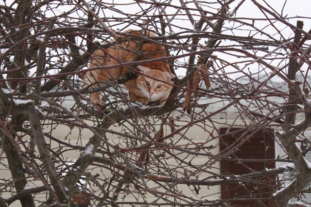 28042=934-Willie first tree2.jpg