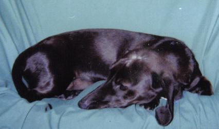 35350=1325-Oreo 1.jpg