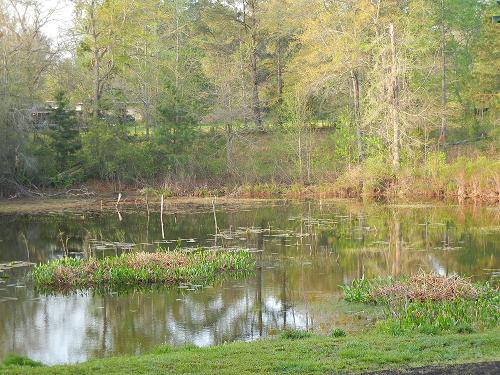 35423=1328-My back yard now.JPG