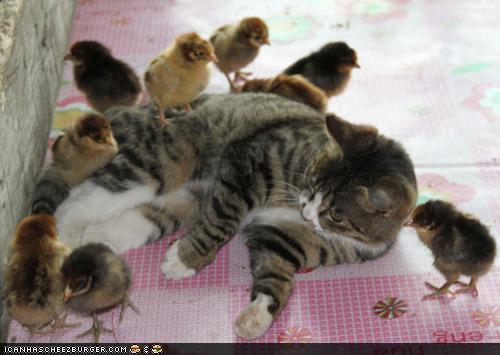 38296=1472-Cat with chicks.jpg