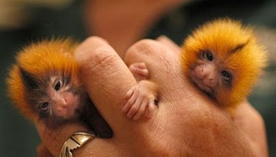 41734=1715-Finger Monkeys.jpg
