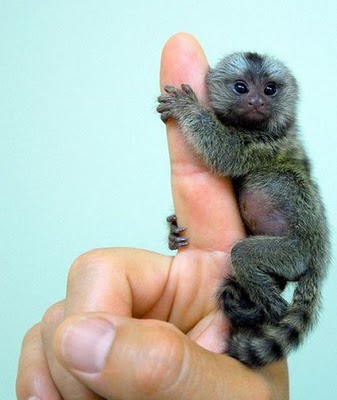 41734=1716-Finger monkey.jpg