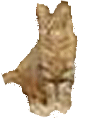 54181=2821-hidden cat2.png