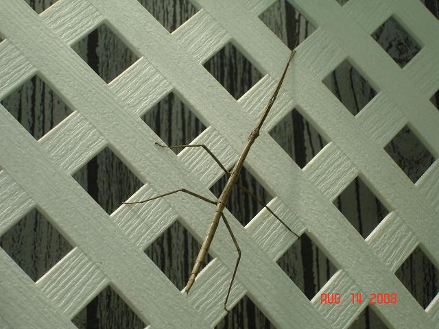 56037=2935-Stick Bug.JPG