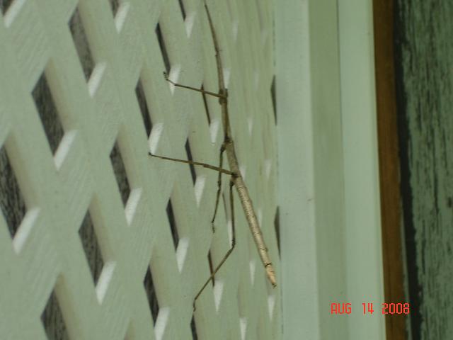 56037=2936-Stick Bug2.JPG
