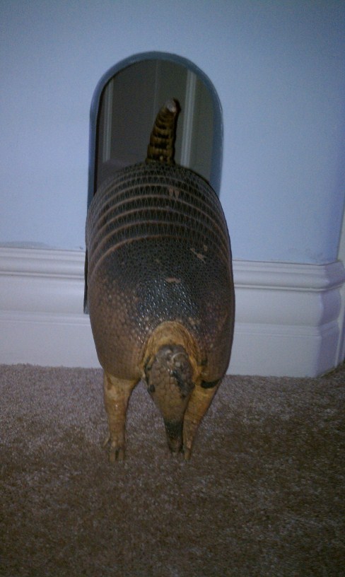 62052=3381-Dog2 (488 x 816).jpg