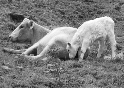 6414=131-Mom and Baby.jpg