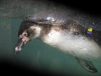 71289=3963-hiple pictures 322.JPG