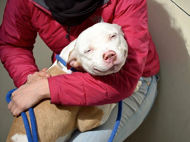 76546=4282-Happy Pit Bull.jpg