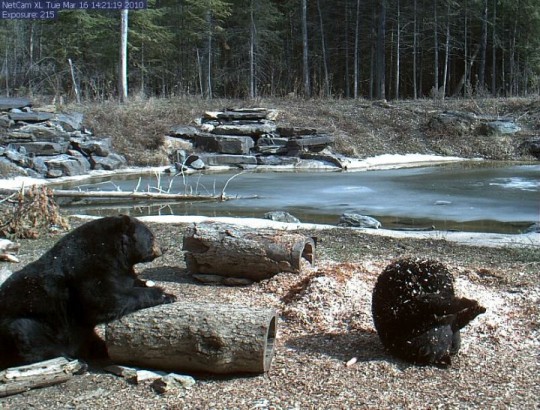 78253=4377-rolypoly (540 x 410).jpg