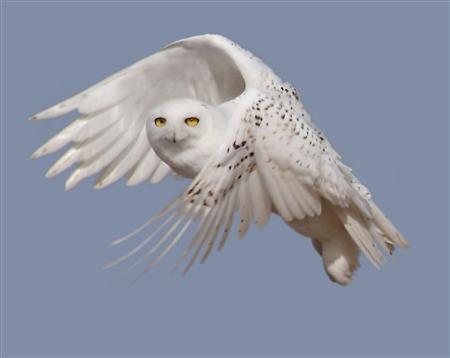 78314=4382-owl snow.jpg