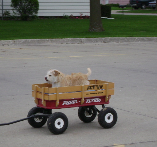 86723=4890-penny in wagon4.JPG