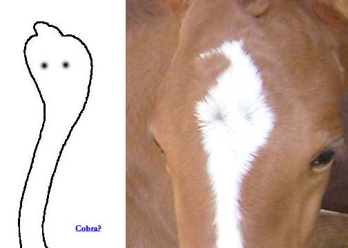 87425=4925-2008 August cobra compare.jpg