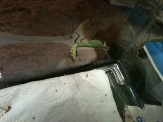 87823=4966-indian flower mantis.JPG