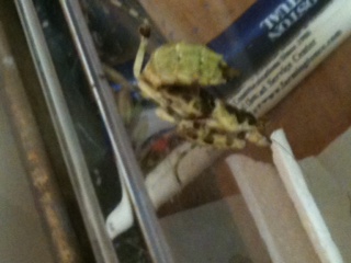 87823=4967-indian flower mantis2.JPG