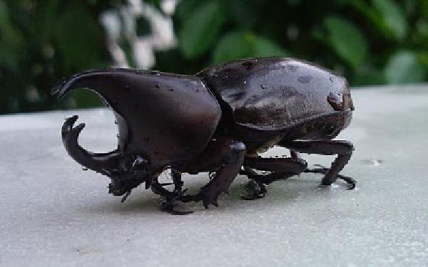 96673=5333-Japanese rhinoceros beetle.jp