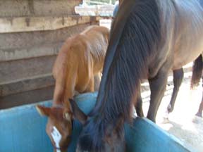 98459=5441-2008 July one.jpg