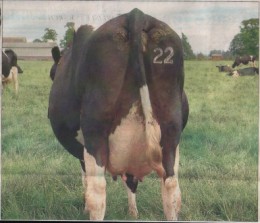 98568=5447-lakescaowend (260 x 223).jpg