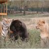 lion tiger bear Oh My
