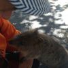 Quokka